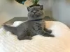 Photo №1. british shorthair - à vendre en ville de Karlsruhe | négocié | Annonce № 96598