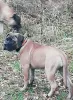 Photo №4. Je vais vendre bullmastiff en ville de Москва. annonce privée, de la fourrière - prix - 1141€