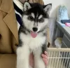 Photo №1. husky de sibérie - à vendre en ville de Reykjavík | négocié | Annonce №123102