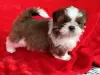 Photo №1. shih tzu - à vendre en ville de Alaska | 426€ | Annonce №66415