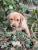 Photo №1. labrador retriever - à vendre en ville de San Jose | 329€ | Annonce №128733