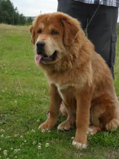 Photo №3. Dogue tibétain. Fédération de Russie