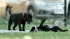 Photos supplémentaires: Stafforshire Bull Terrier anglais