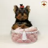 Photo №2 de l'annonce № 10168 de la vente yorkshire terrier - acheter à Ukraine annonce privée, de la fourrière, éleveur