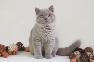 Photo №2 de l'annonce № 4910 de la vente british shorthair - acheter à Ukraine de la fourrière, éleveur