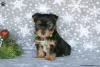 Photo №1. yorkshire terrier - à vendre en ville de Goslar | 379€ | Annonce №63826