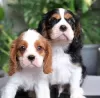 Photo №1. cavalier king charles spaniel - à vendre en ville de Paris | Gratuit | Annonce №98326