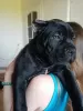 Photo №1. cane corso - à vendre en ville de Лида | négocié | Annonce №19817