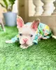 Photo №1. bouledogue - à vendre en ville de Штутгарт | négocié | Annonce №120286