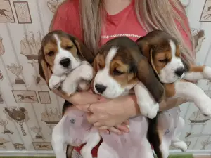 Photo №1. beagle - à vendre en ville de Cherepovets | 395€ | Annonce №4142