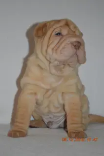 Photo №1. shar pei - à vendre en ville de Tioumen | 426€ | Annonce №4227