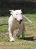 Photos supplémentaires: Chiots bull terrier miniatures