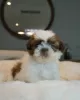 Photo №1. shih tzu - à vendre en ville de Columbus | 189€ | Annonce №124173