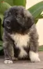 Photo №3. Chiots berger allemand du Caucase. Serbie