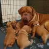 Photo №2 de l'annonce № 78622 de la vente dogue de bordeaux - acheter à Bulgarie 