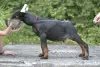 Photos supplémentaires: Chiots dobermans d'un charmant couple