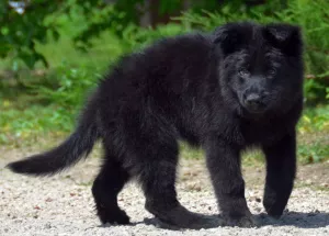 Photo №3. Chiot berger allemand, fille, noir, métrique KSU / FCI, 67 jours. Ukraine