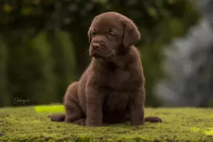 Photos supplémentaires: Kennel FCI, Labrador Chiots