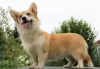 Photo №4. Je vais vendre welsh corgi en ville de Москва. annonce privée, de la fourrière, éleveur - prix - 1000€