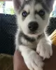 Photo №1. husky de sibérie - à vendre en ville de Jelgava | négocié | Annonce №97171