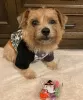 Photo №1. norfolk terrier - à vendre en ville de Boston | 473€ | Annonce №86762