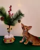 Photo №4. Je vais vendre oriental shorthair en ville de Moore. annonce privée - prix - 862€