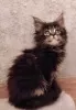 Photo №1. maine coon - à vendre en ville de Tallinn | 1000€ | Annonce № 93614