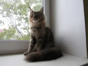 Photo №1. maine coon - à vendre en ville de Minsk | 271€ | Annonce № 3476