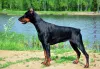 Photo №1. dobermann - à vendre en ville de Omsk | 4538€ | Annonce №7526