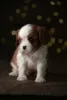 Photo №4. Je vais vendre cavalier king charles spaniel en ville de Tallinn. de la fourrière, éleveur - prix - 3000€