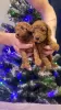 Photo №3. Chiots caniches miniatures et jouets. Pologne