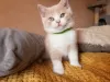 Photo №1. british shorthair - à vendre en ville de Kaliningrad | 300€ | Annonce № 12159