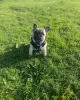 Photo №3. Bruno le bouledogue français. La Grande-Bretagne