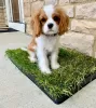 Photo №3. Beau Cavalier King Charles,. USA