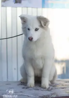 Photo №3. Chiots Husky Yakut. Fédération de Russie