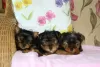 Photo №1. yorkshire terrier - à vendre en ville de Дортмунд | 550€ | Annonce №127112