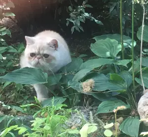 Photo №1. exotic shorthair - à vendre en ville de Sébastopol | 270€ | Annonce № 3382