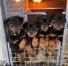 Photo №1. rottweiler - à vendre en ville de Амстердам | négocié | Annonce №83123