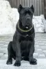 Photo №3. Cane Corso. Fédération de Russie