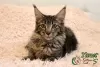 Photo №1. maine coon - à vendre en ville de Saint-Pétersbourg | 342€ | Annonce № 14143