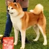 Photo №3. Chiots Akita Inu japonais. Serbie