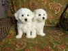 Photo №1. bichon à poil frisé - à vendre en ville de Varsovie | 300€ | Annonce №57374