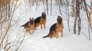 Photo №1. berger allemand - à vendre en ville de Mourmansk | Négocié | Annonce №5507