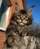 Photo №2 de l'annonce № 42043 de la vente maine coon - acheter à Fédération de Russie éleveur