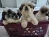 Photo №2 de l'annonce № 63478 de la vente shih tzu - acheter à USA éleveur