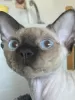 Photo №4. Je vais vendre devon rex en ville de Kiev. de la fourrière - prix - 507€