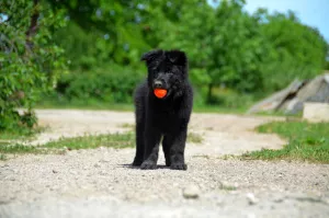 Photos supplémentaires: Chiots berger allemand, fille et garçon, avec documents, stigmatisation, vidéo,