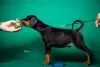 Photos supplémentaires: Chiots Dobermann