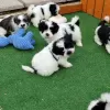 Photo №1. shih tzu - à vendre en ville de Мёнхенгладбах | 200€ | Annonce №129852