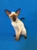 Photo №1. oriental shorthair - à vendre en ville de Москва | 1€ | Annonce № 11087